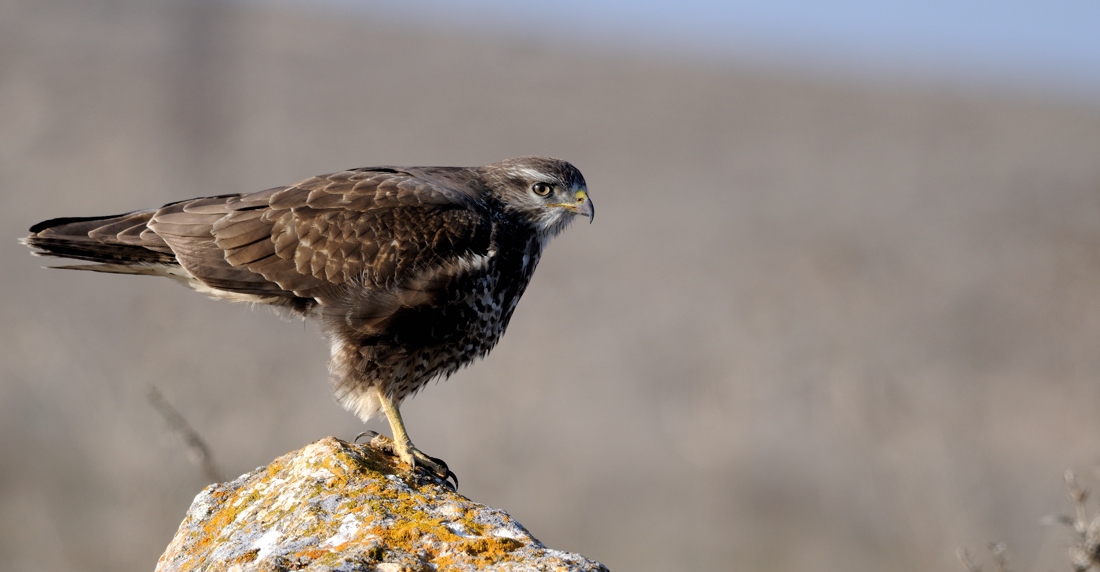 Common Buzzard