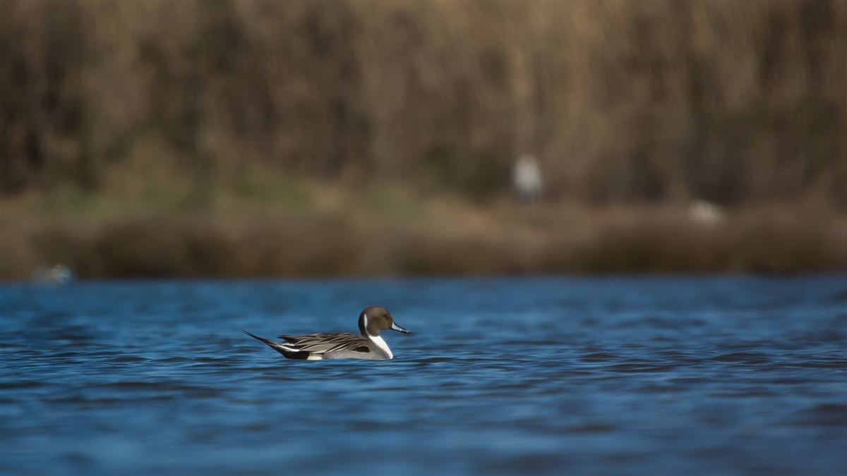 Northern Pintail