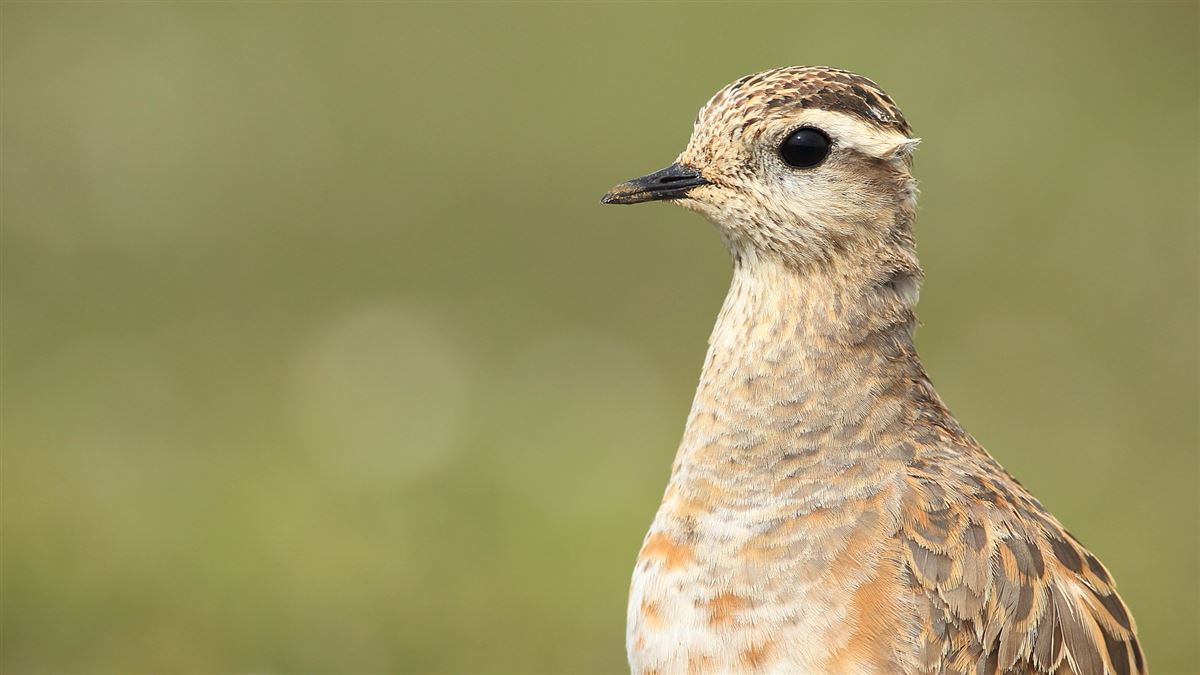 Eurasian Dotterel