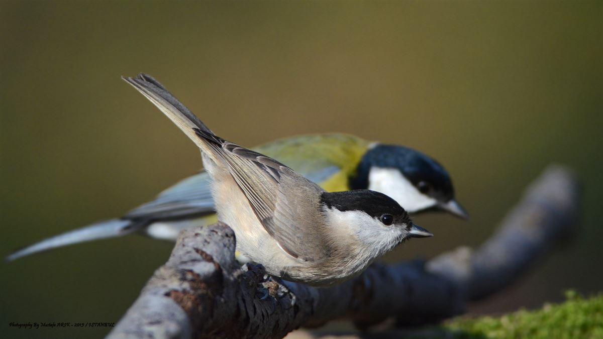 Marsh Tit