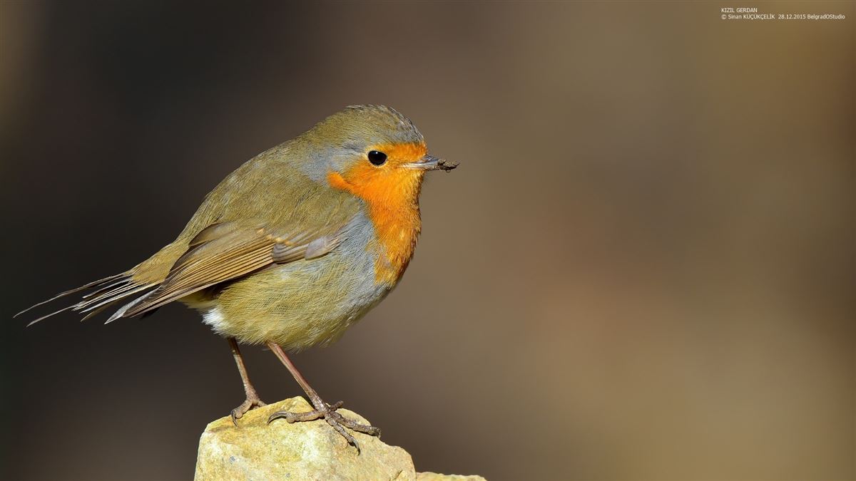 European Robin