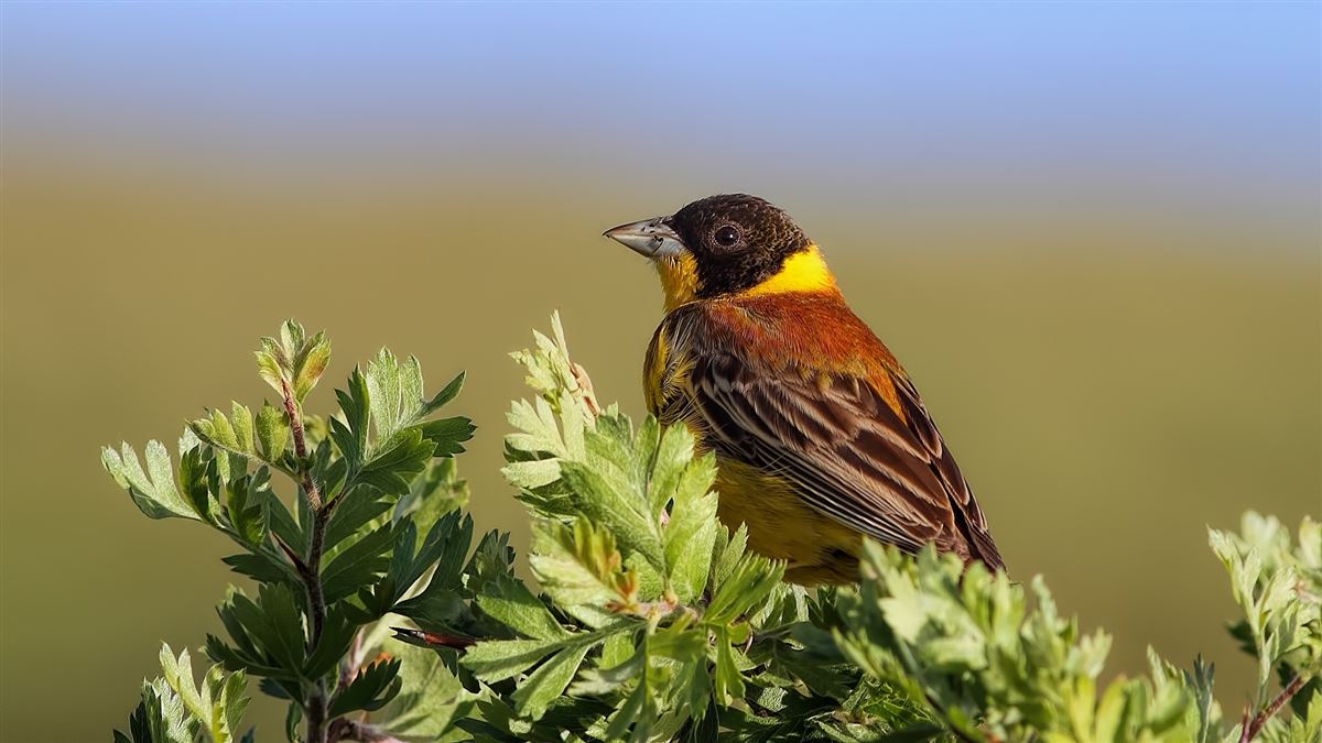 Black-headed Bunting