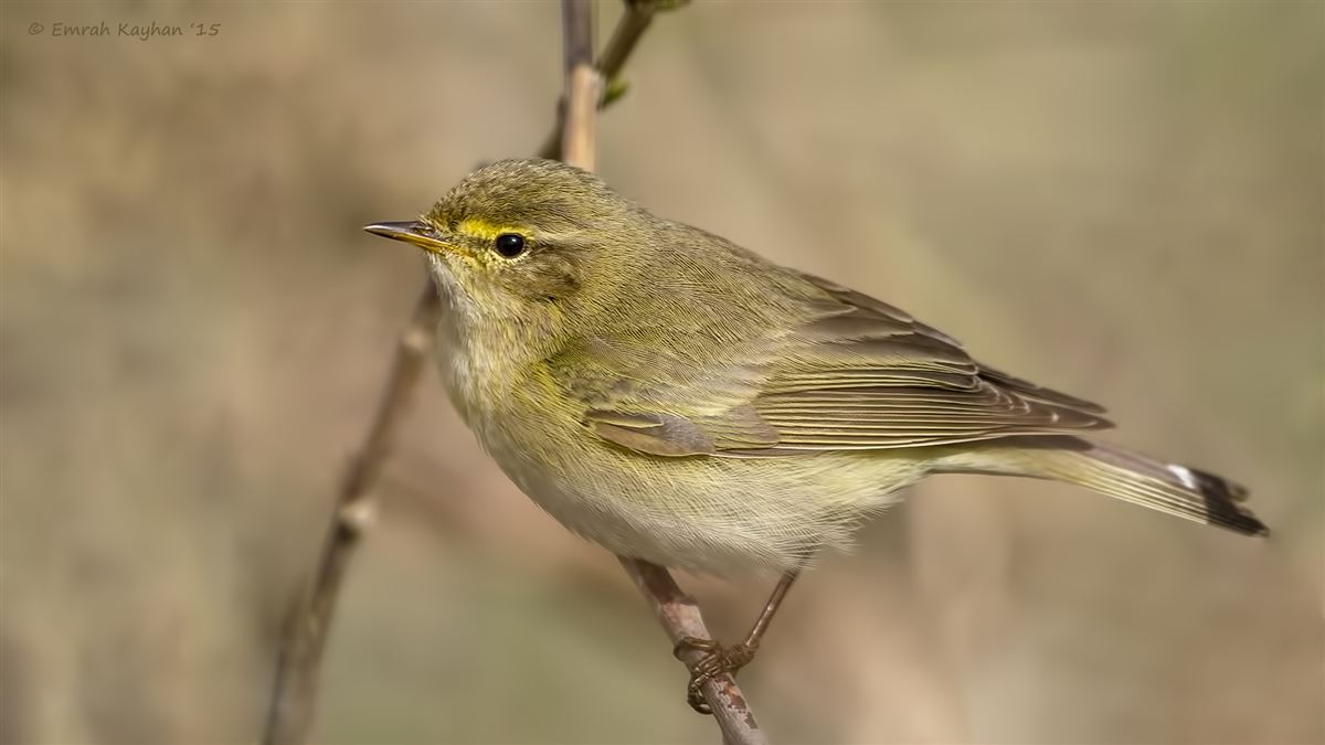 Common Chiffchaff