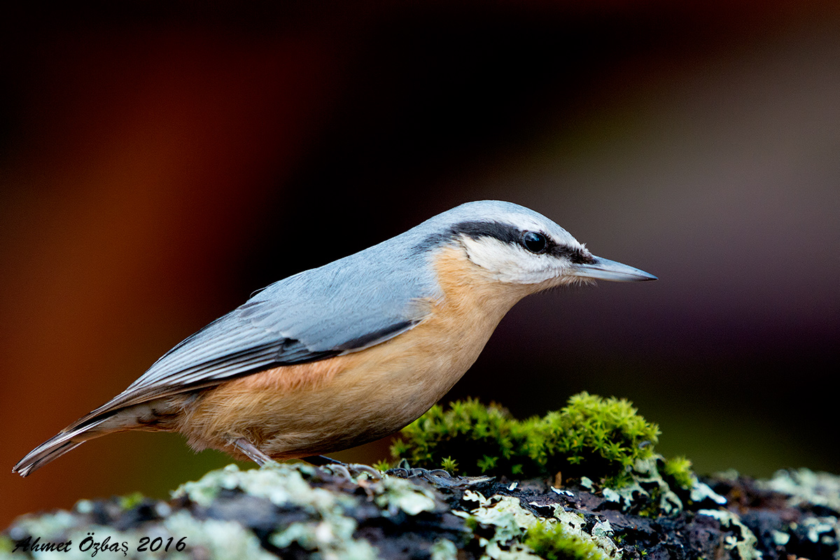 Eurasian Nuthatch