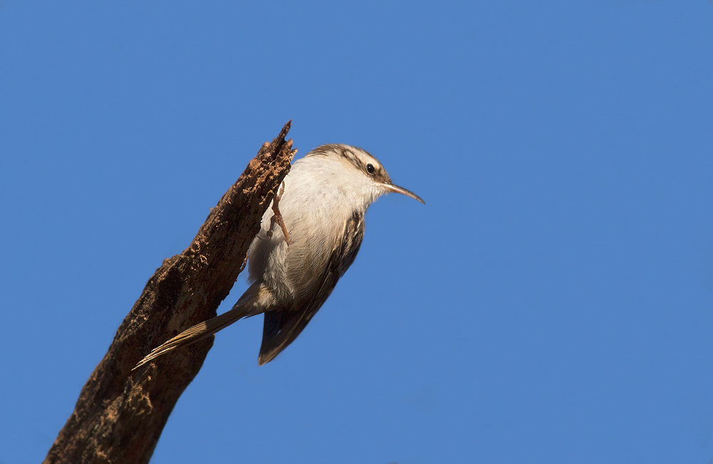 Short-toed Treecreeper
