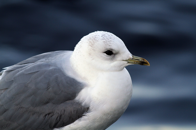 Common Gull