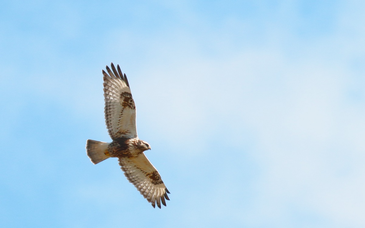 Rough-legged Buzzard