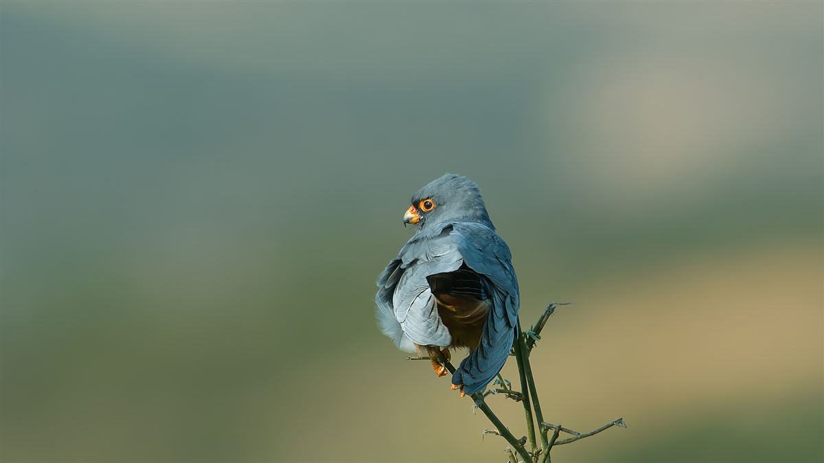 Ala Doğan