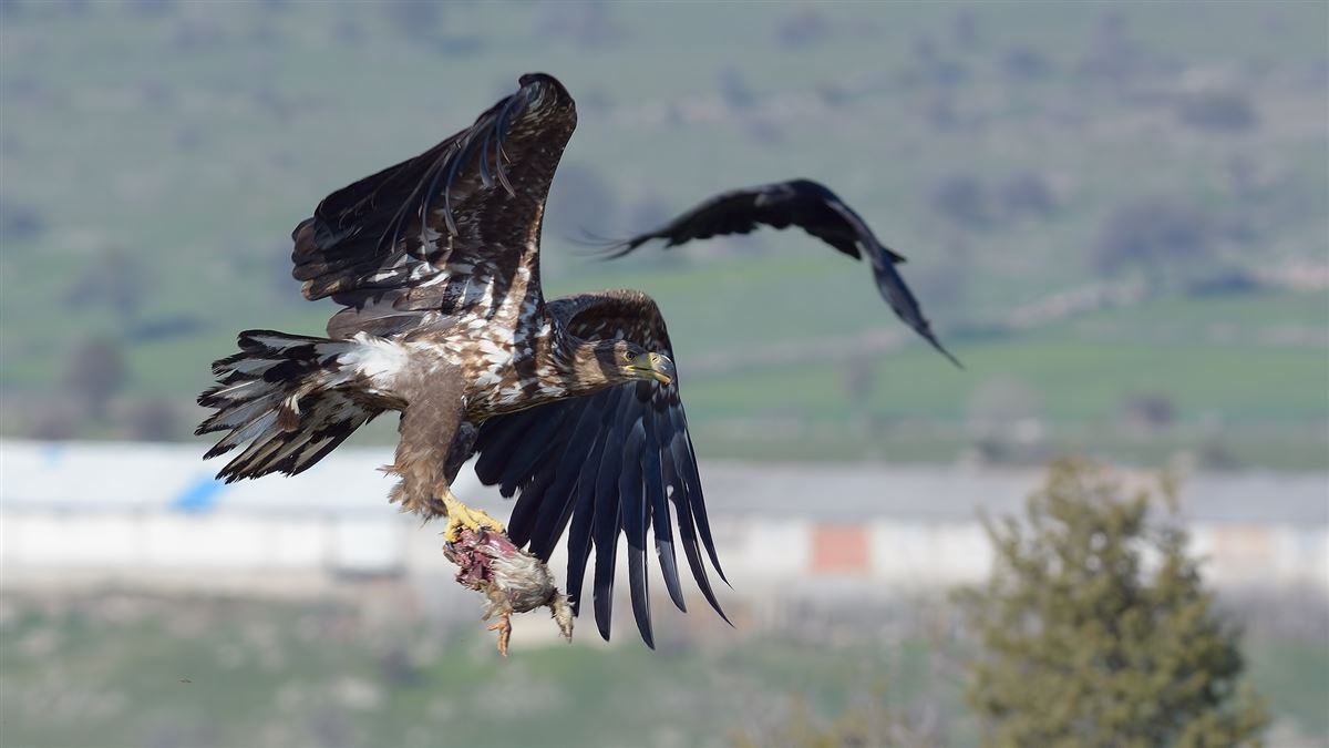 Akkuyruklu Kartal
