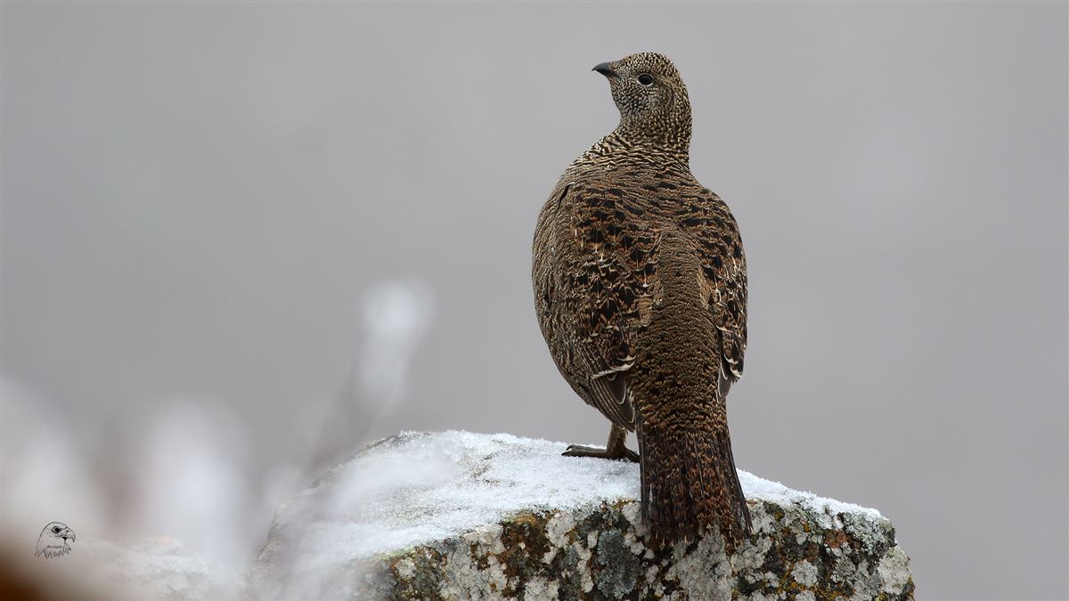 Caucasian Grouse