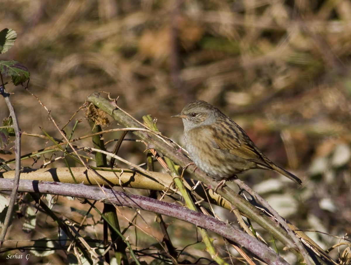 Dunnock