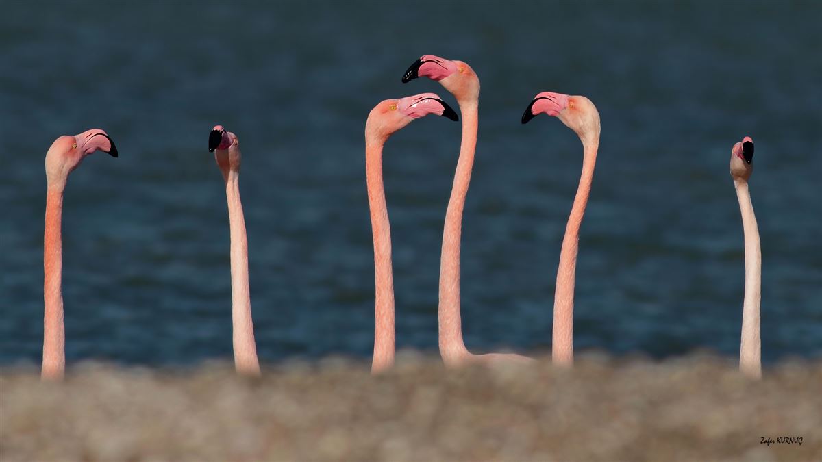 Flamingo