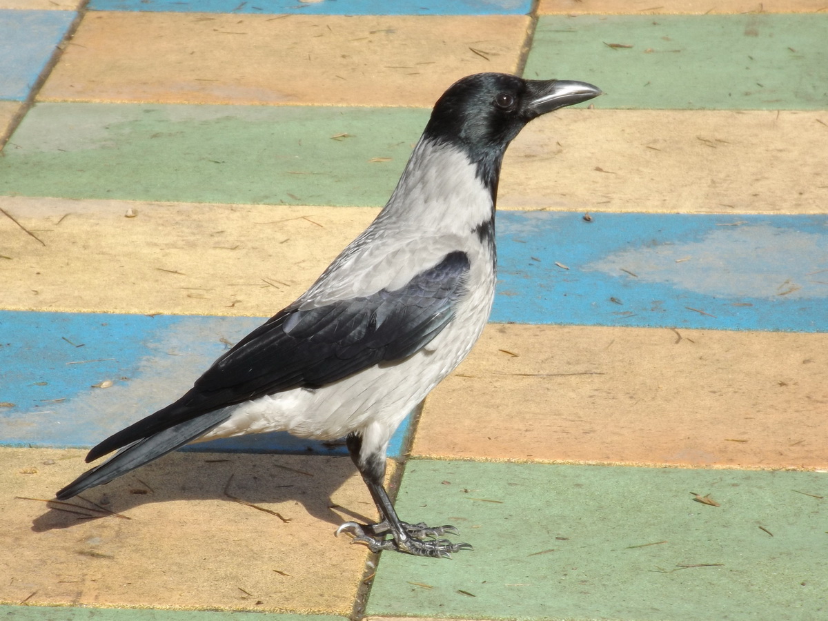 Hooded Crow