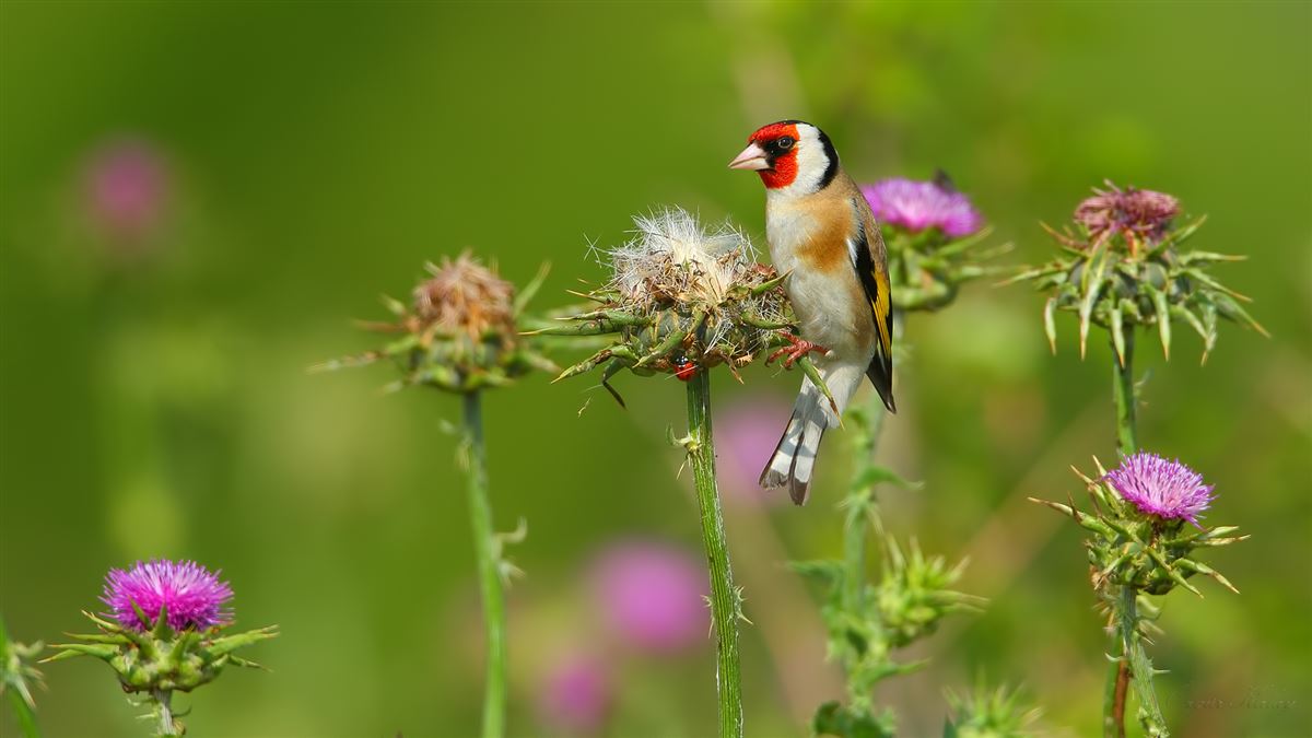 European Goldfinch