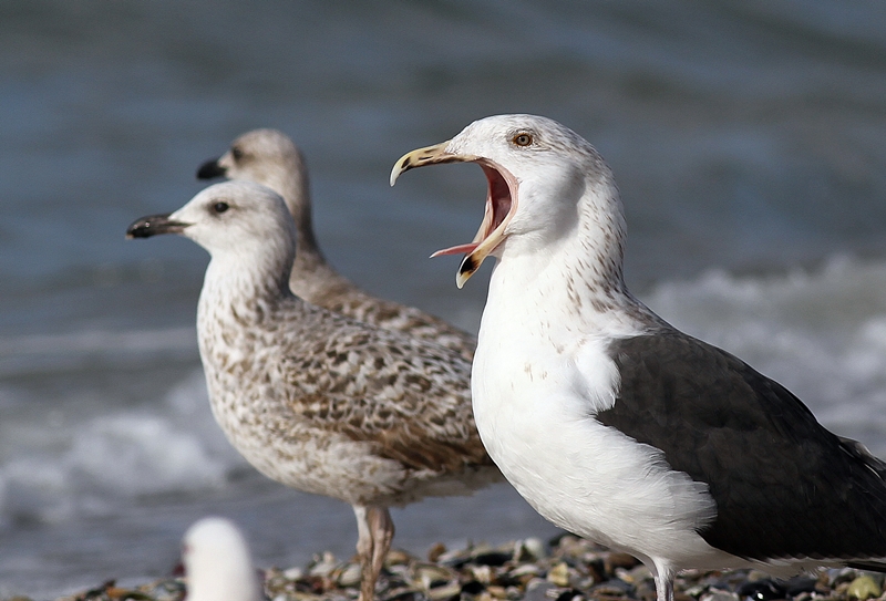 Great Black-backed Gull