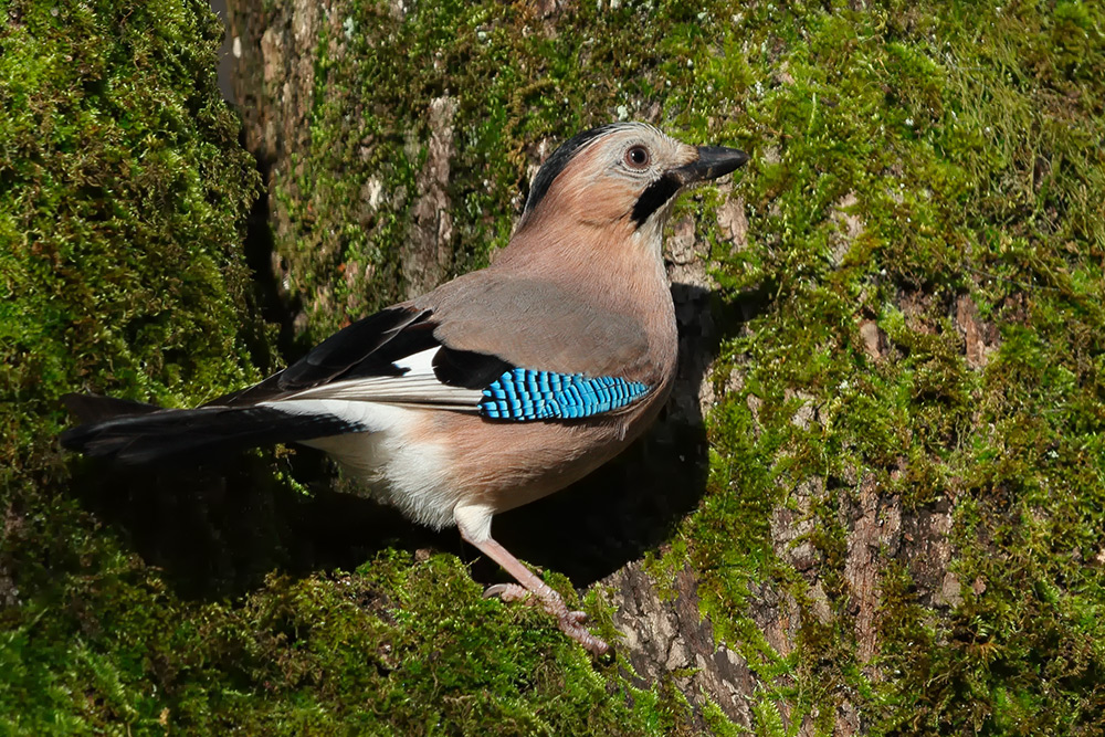 Eurasian Jay