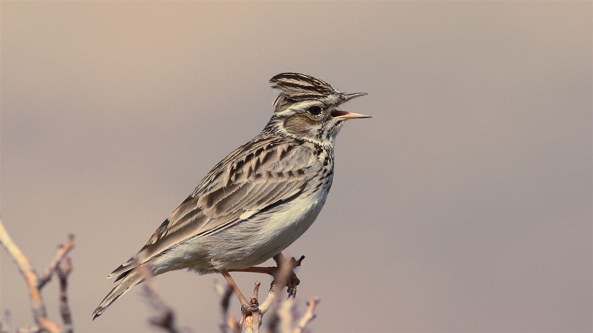 Woodlark