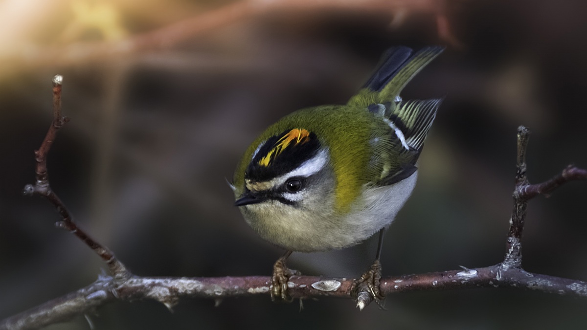 Common Firecrest