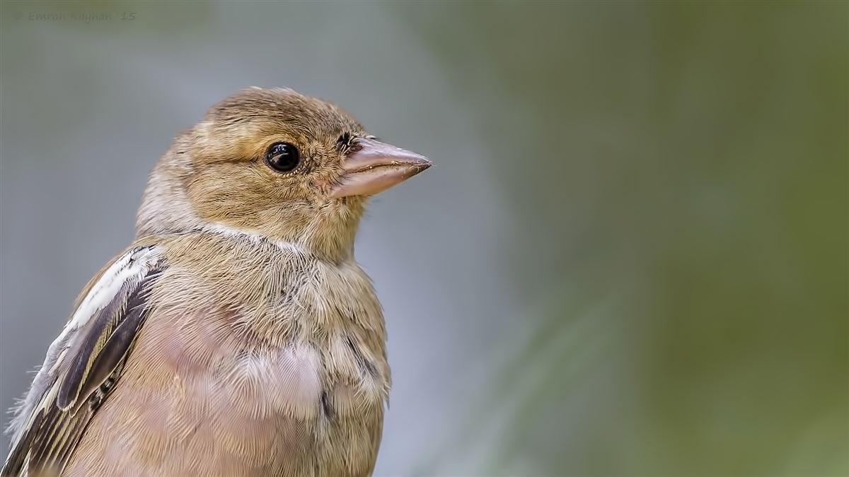 Eurasian Chaffinch