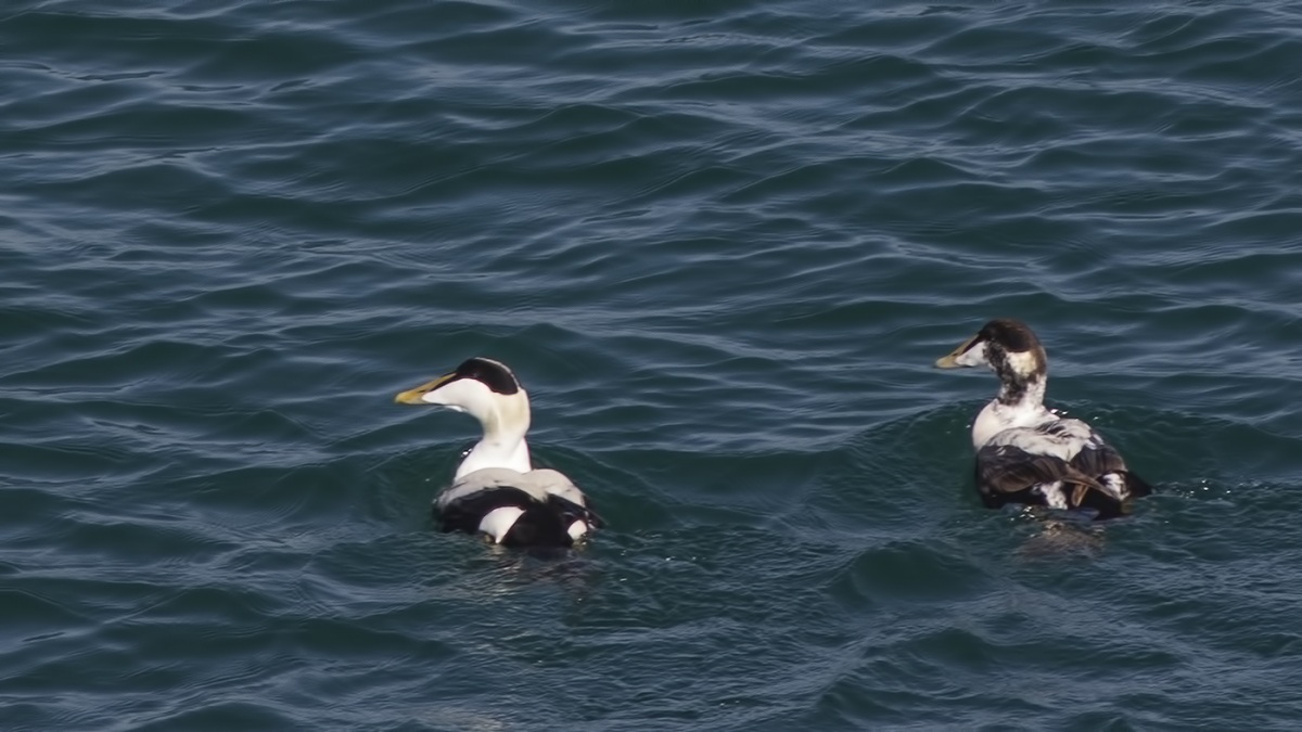 Common Eider