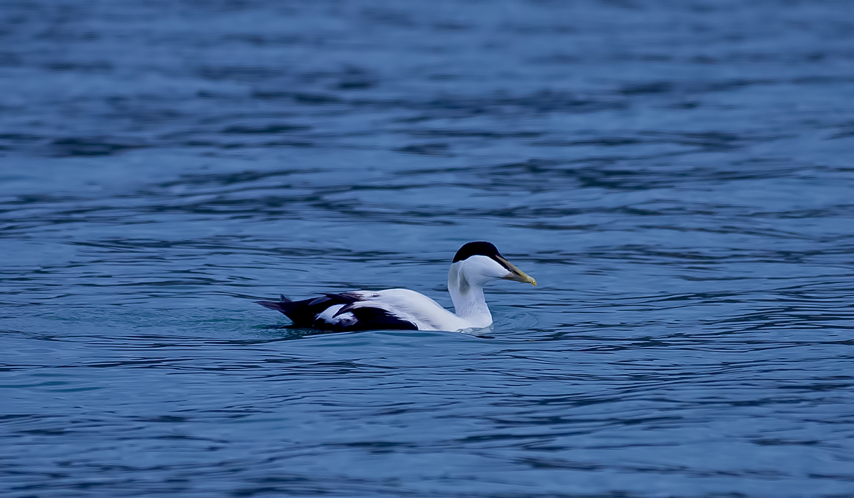 Common Eider