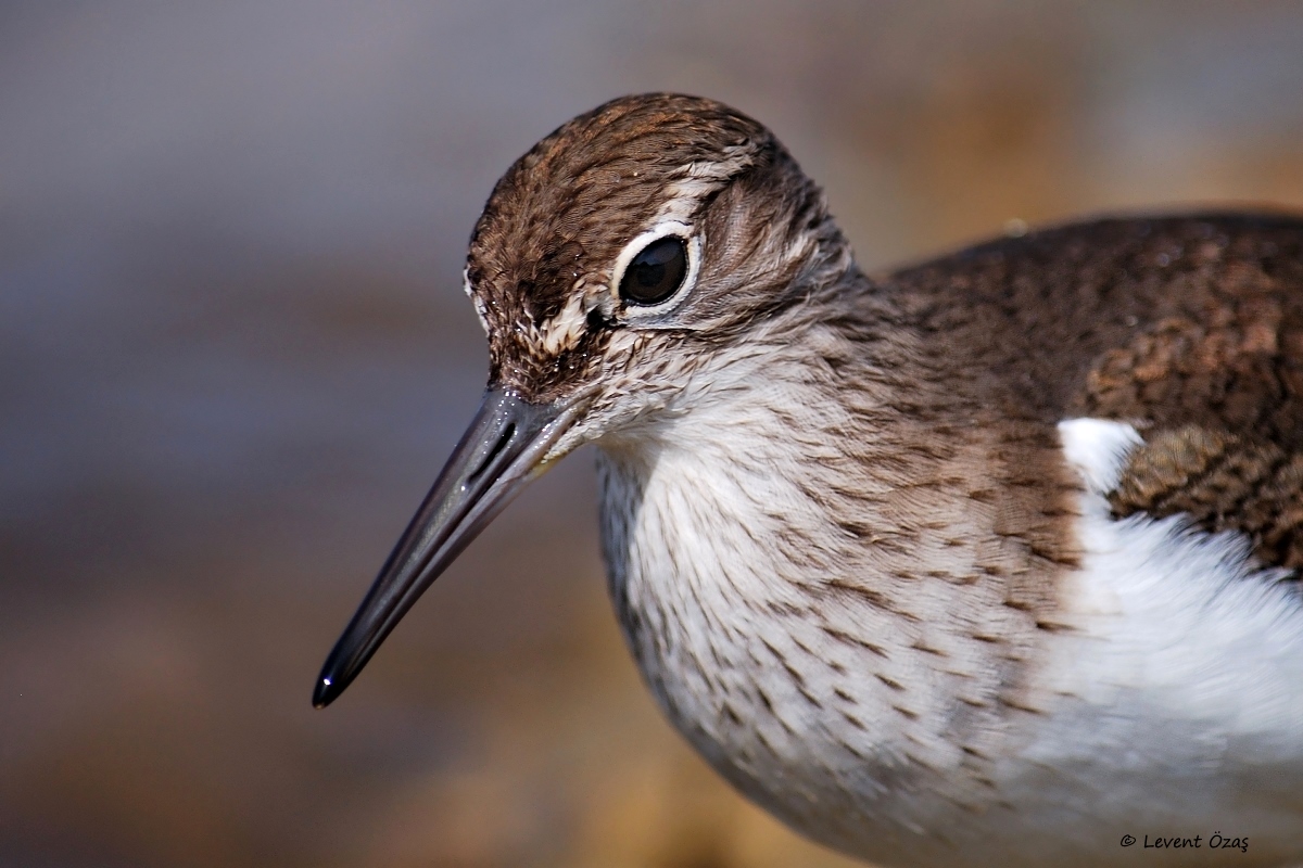Common Sandpiper