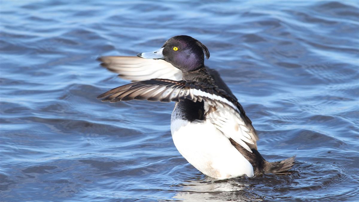 Tufted Duck