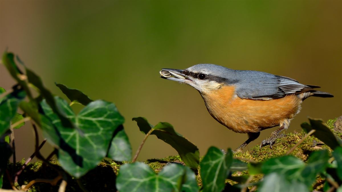 Eurasian Nuthatch