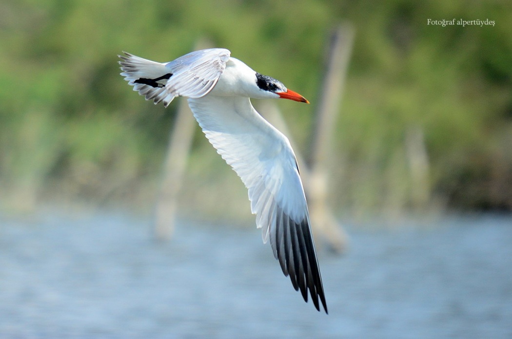 Caspian Tern