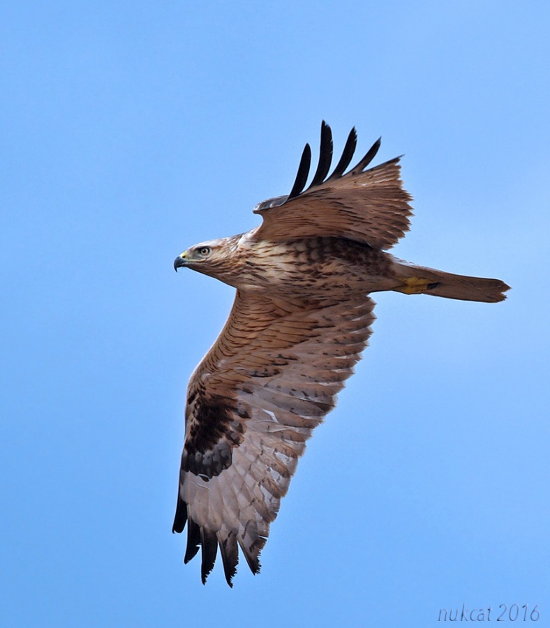 Long-legged Buzzard