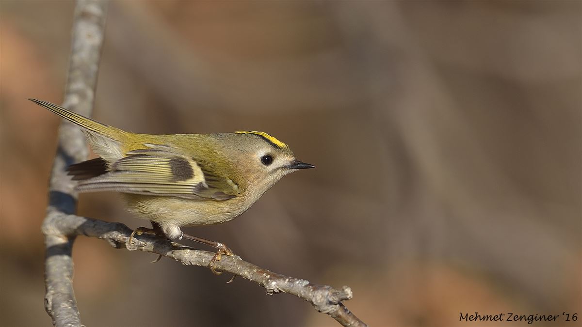 Goldcrest