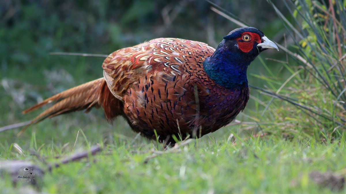 Common Pheasant