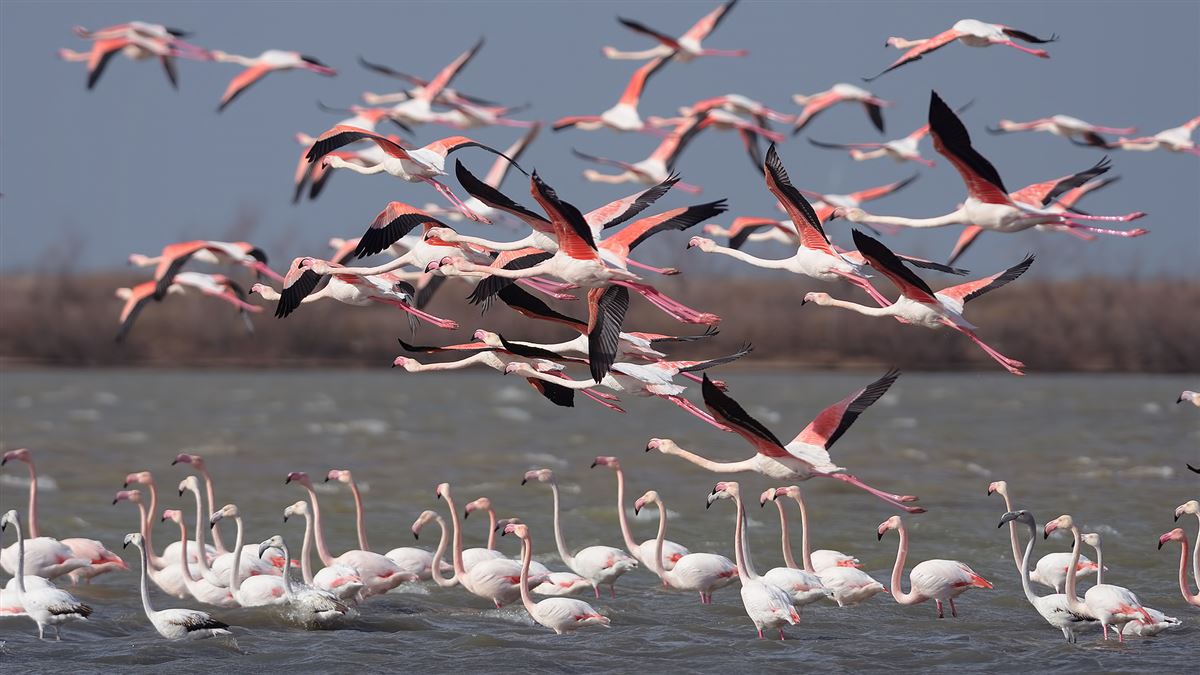 Greater Flamingo