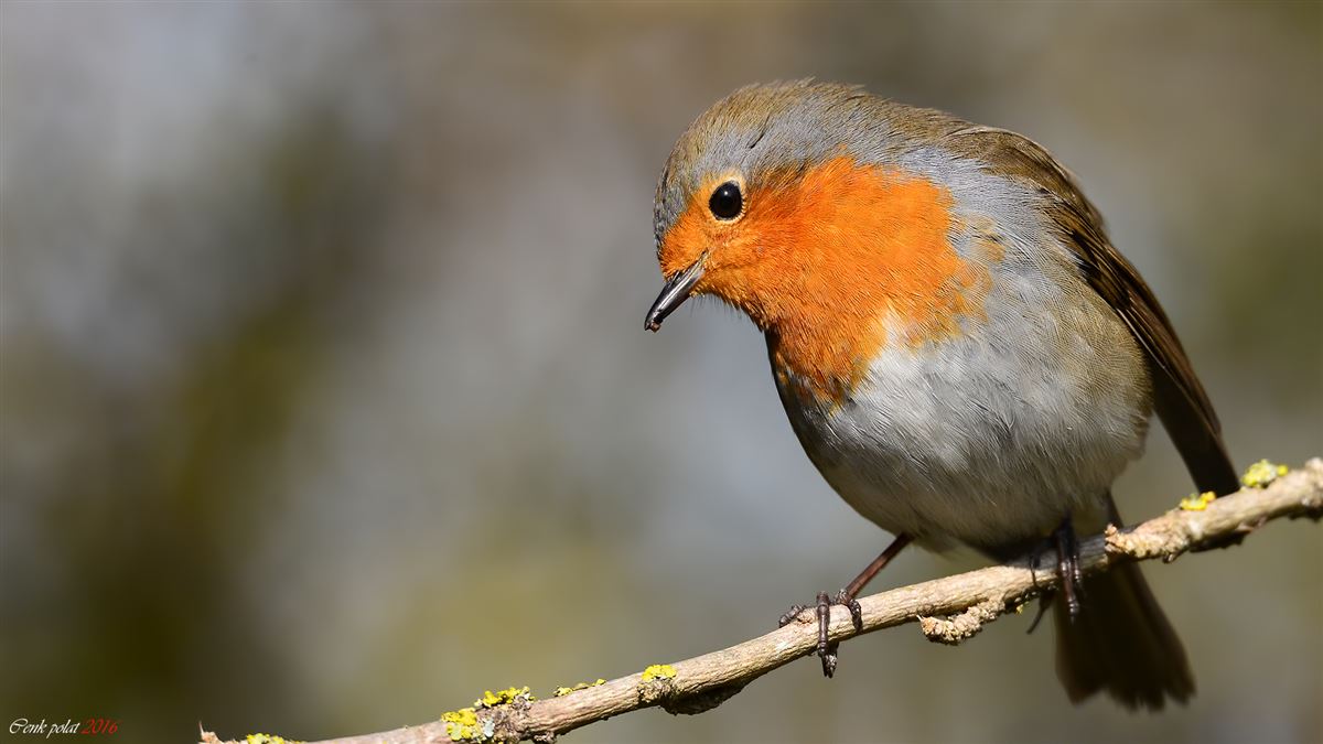European Robin