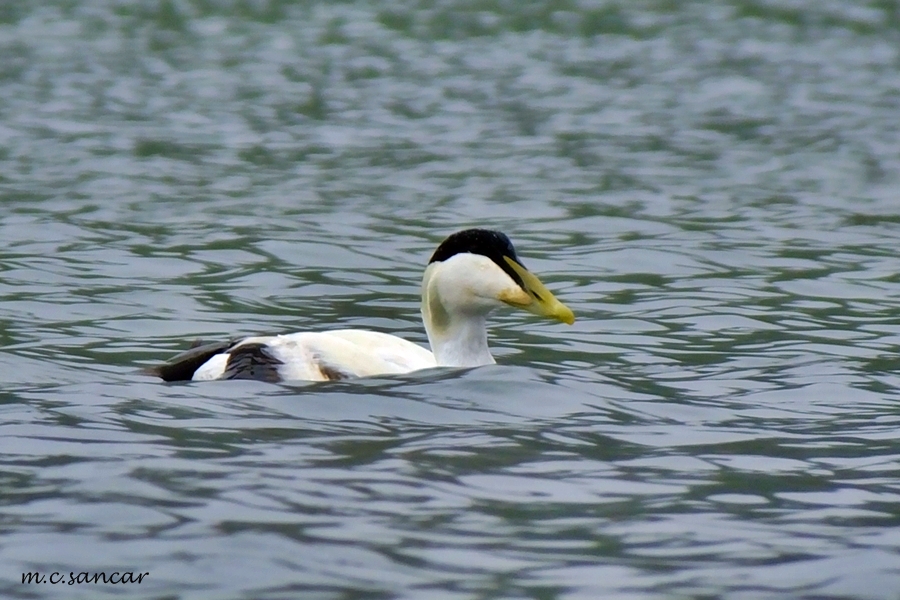 Common Eider
