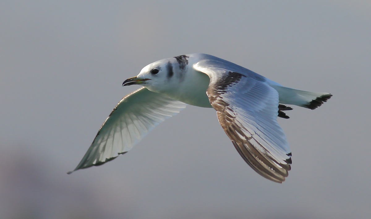 Black-legged Kittiwake