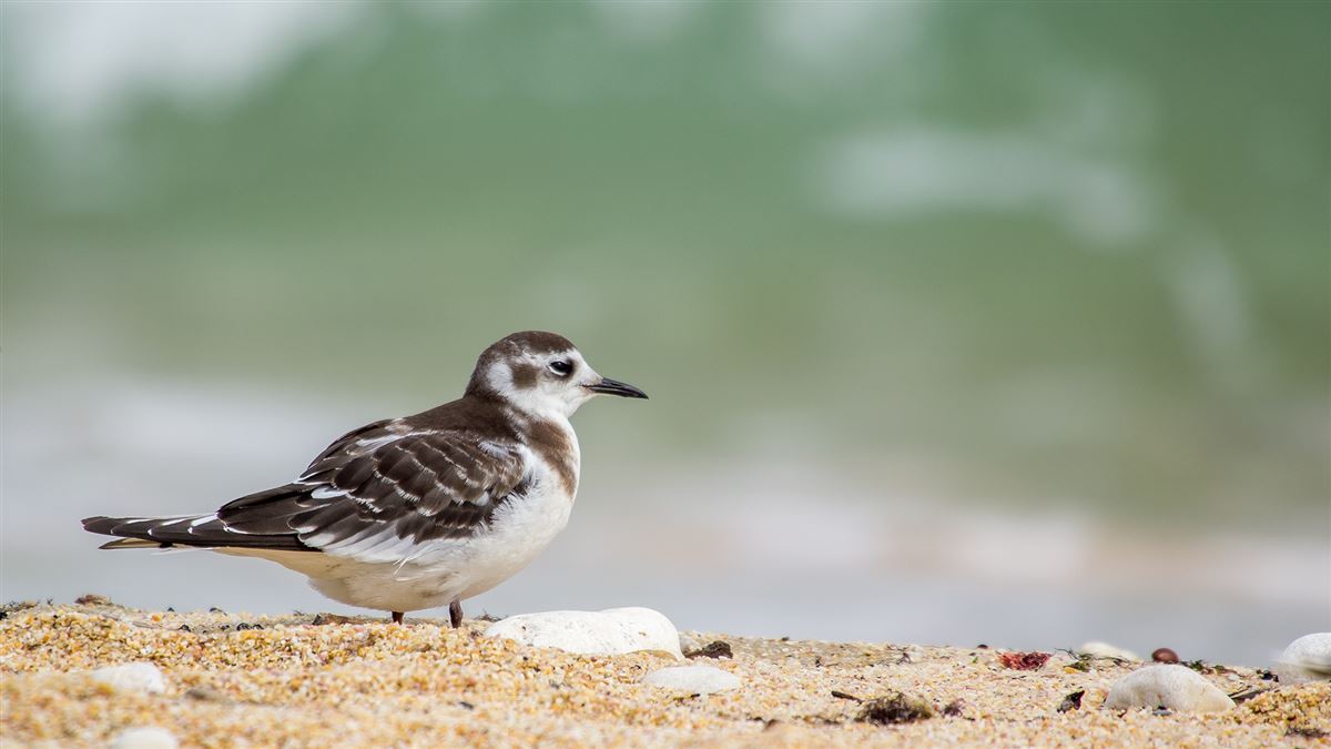 Little Gull