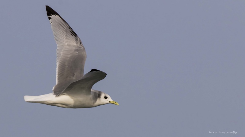 Black-legged Kittiwake