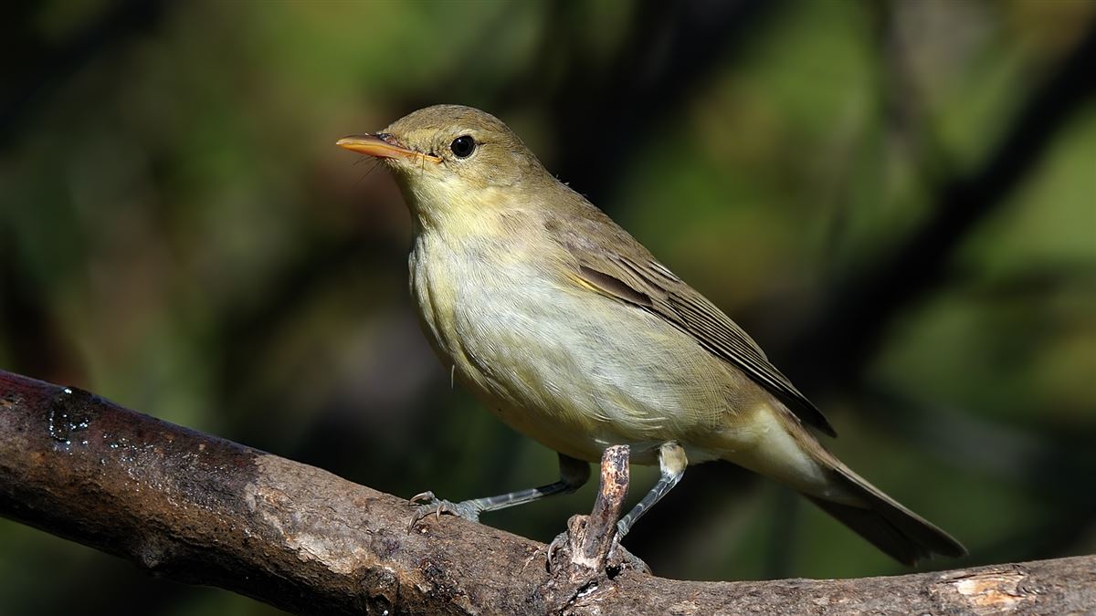 Sarı Mukallit