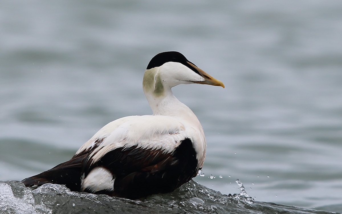 Common Eider