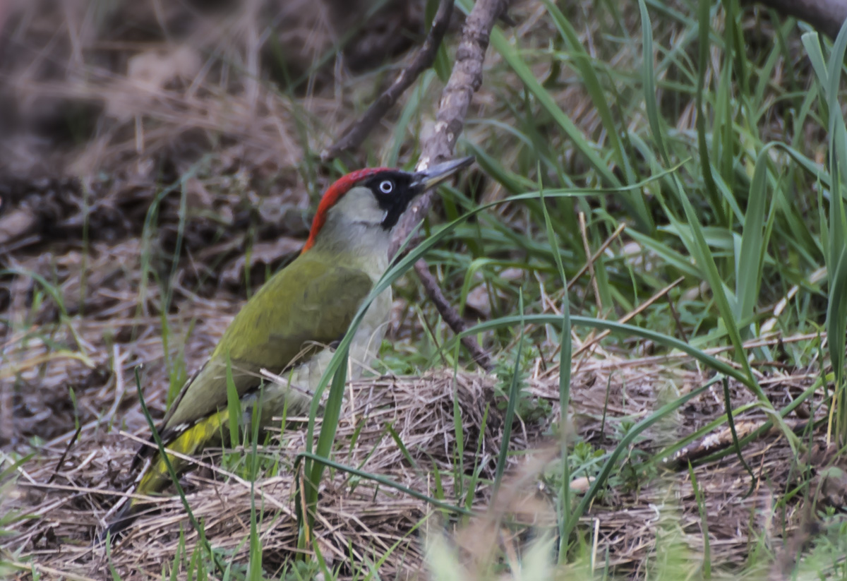 European Green Woodpecker
