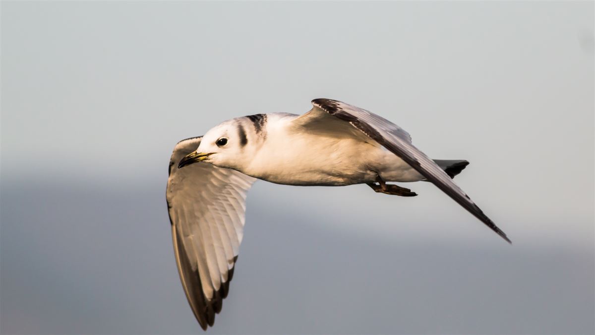 Black-legged Kittiwake