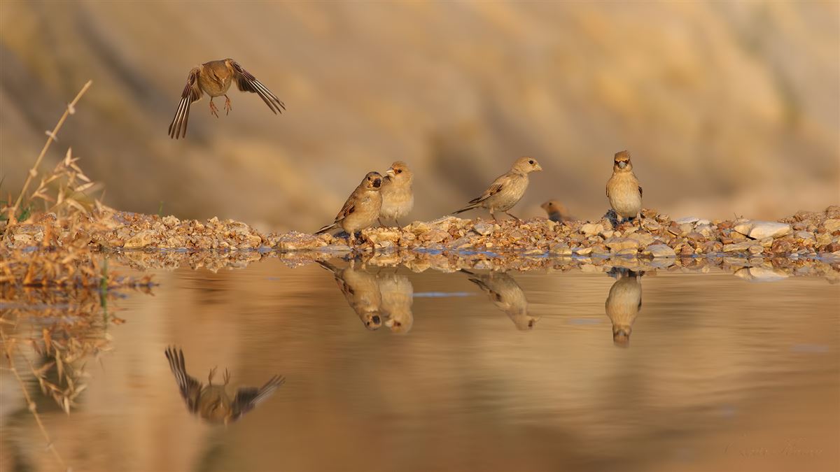 Desert Finch