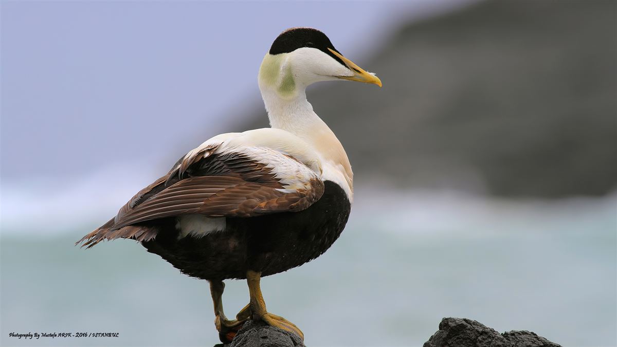 Common Eider