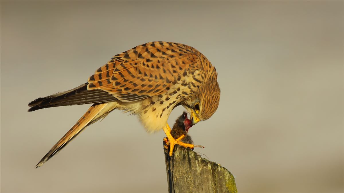 Common Kestrel