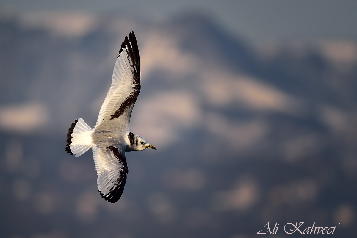 Black-legged Kittiwake