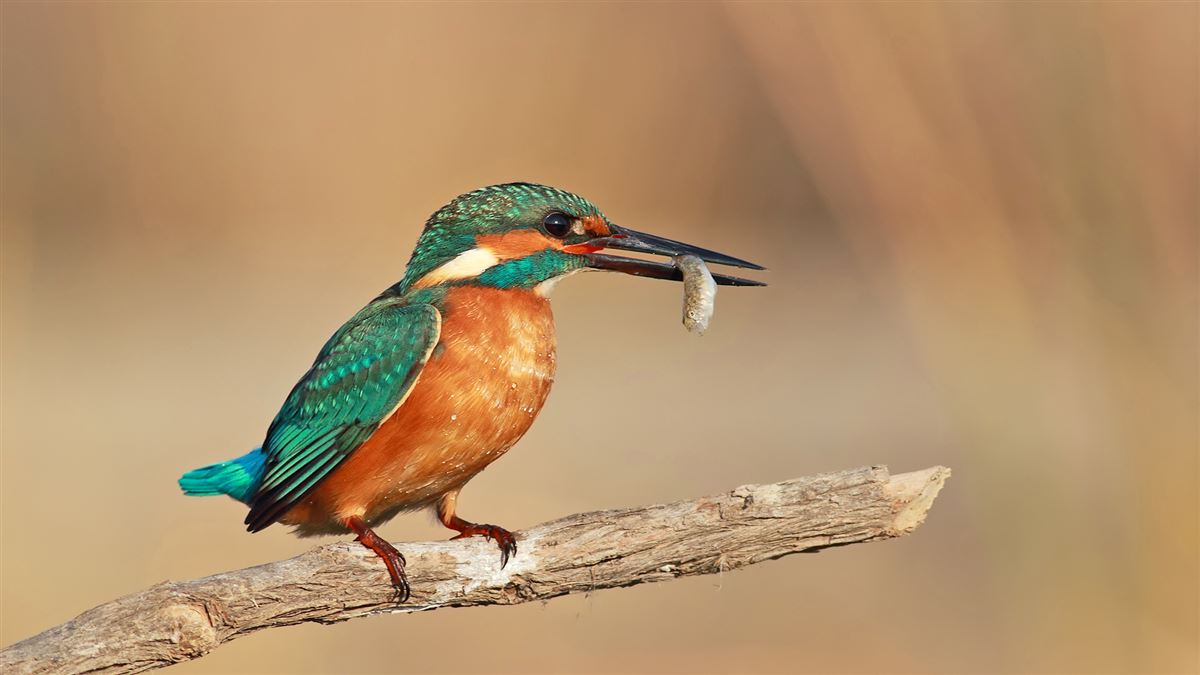 Common Kingfisher