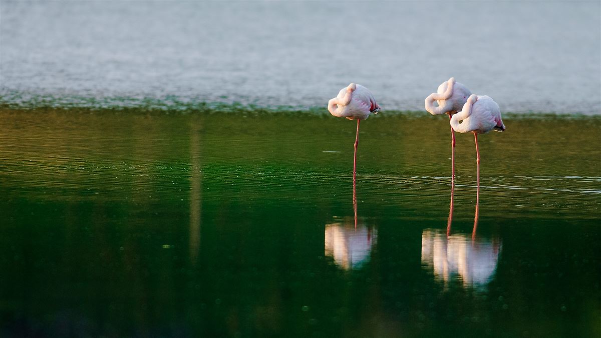 Greater Flamingo