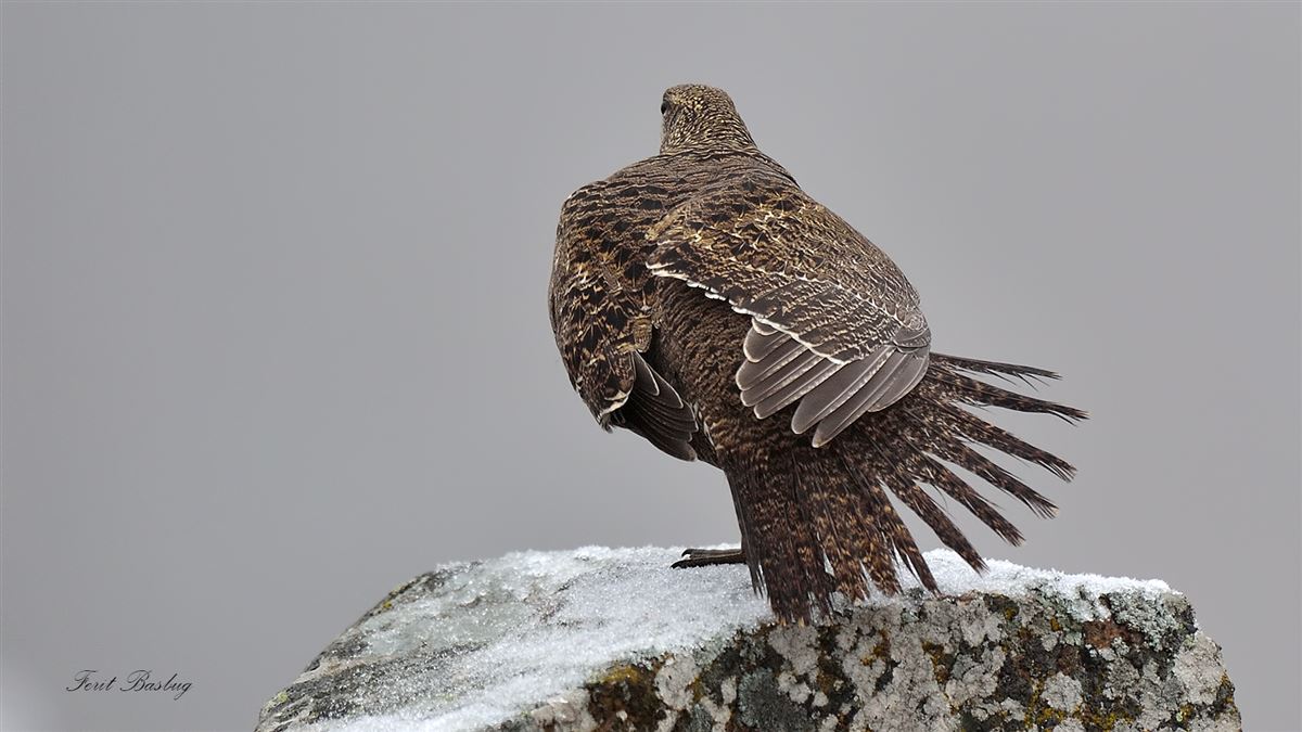 Caucasian Grouse