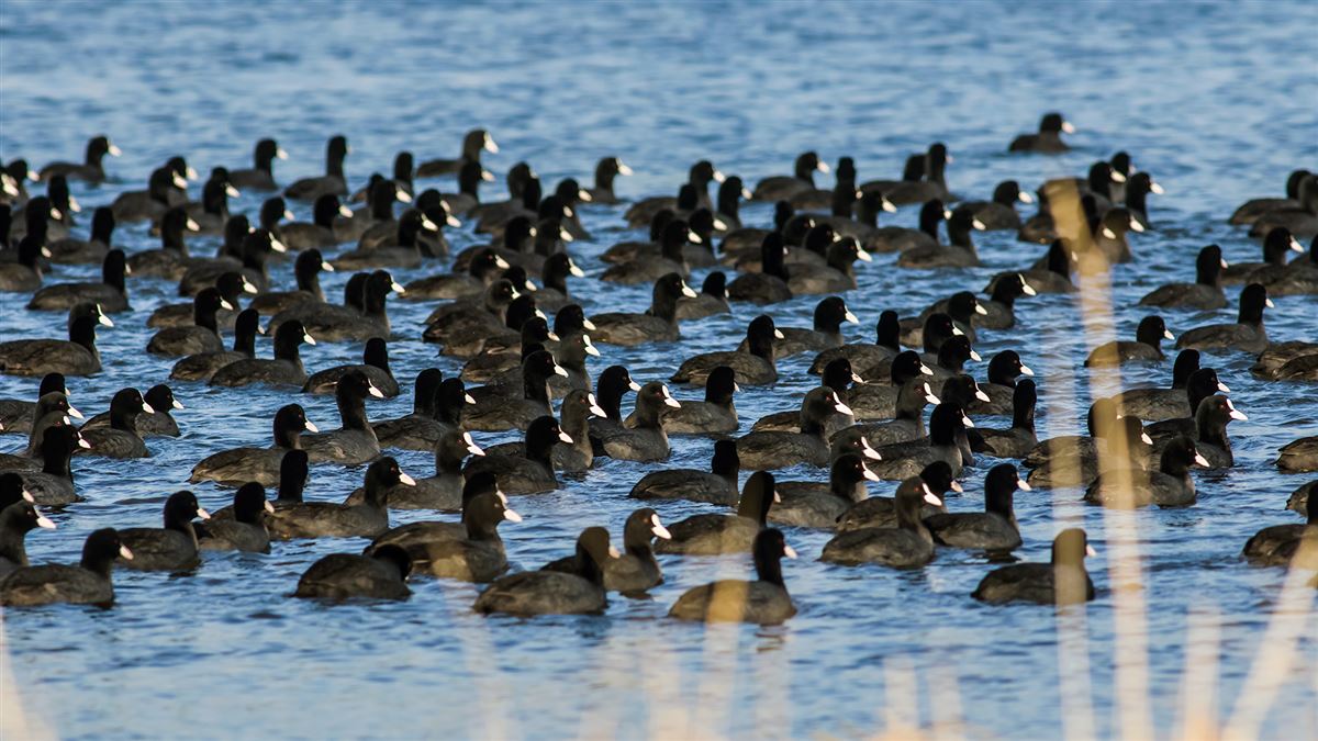 Eurasian Coot